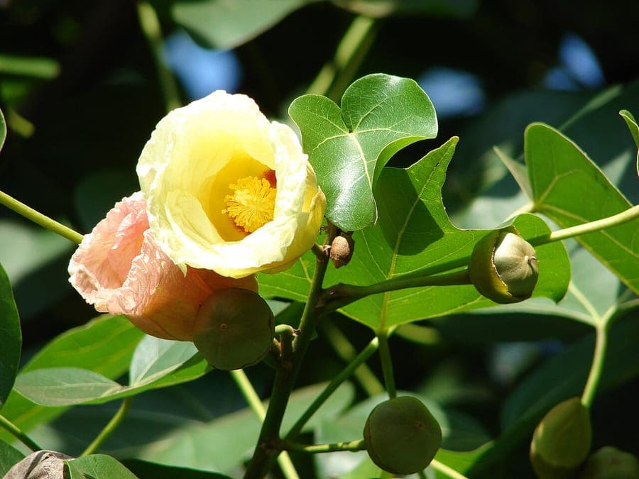 Portia boom met goudgele bloemen