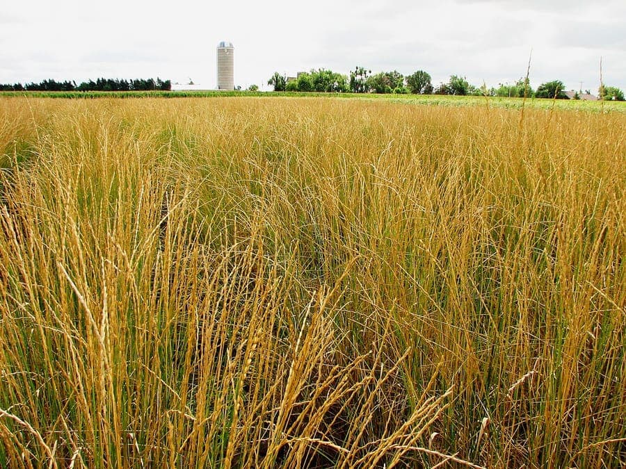 Thinopyrum intermedium intermediate wheatgrass with ripe seed heads on a dry slope