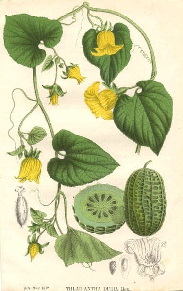Gelbe Blüten und rote Früchte von Thladiantha dubia auf Laubwerk