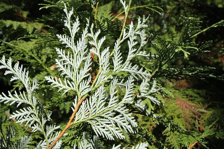 Thuja koraiensis foliage with fragrant scaled needles