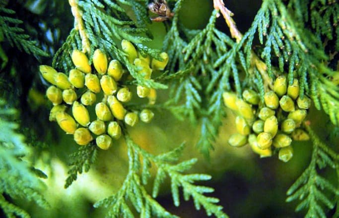 Cèdre blanc formant une haie dense dans un jardin résidentiel