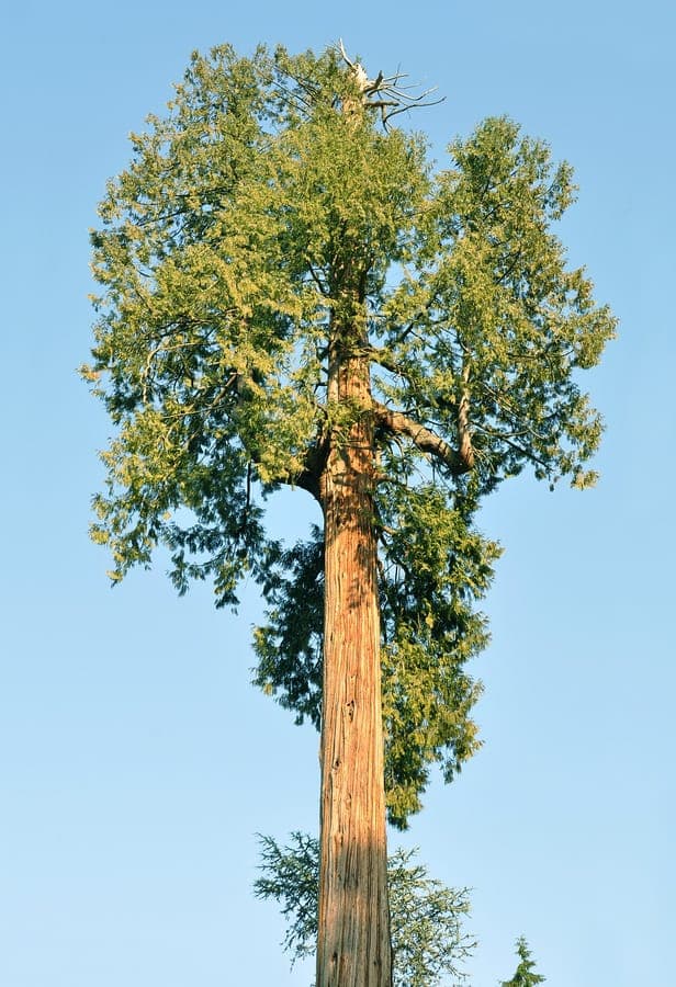 British Columbia red cedar in full growth, showing dense green foliage and fibrous bark