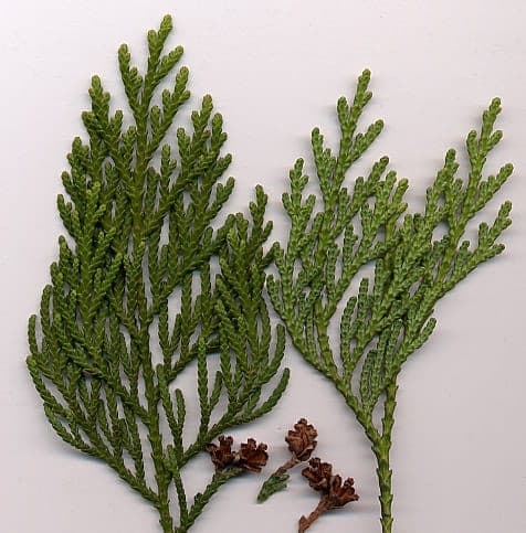 Thuja standishii in a garden with bright green scale-like foliage and upright conical shape