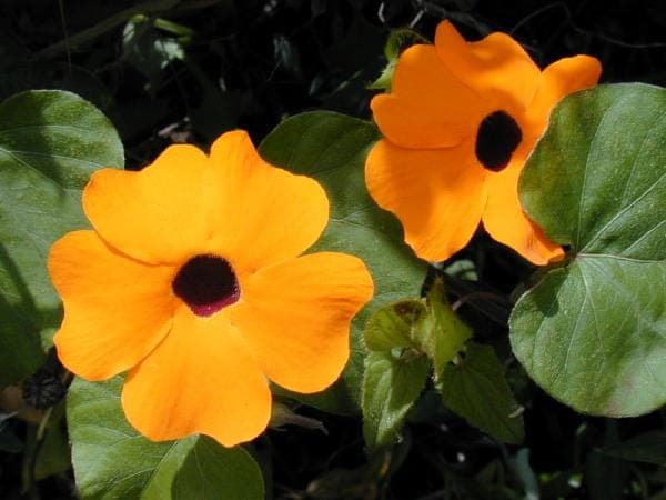 Pflanze Thunbergia alata