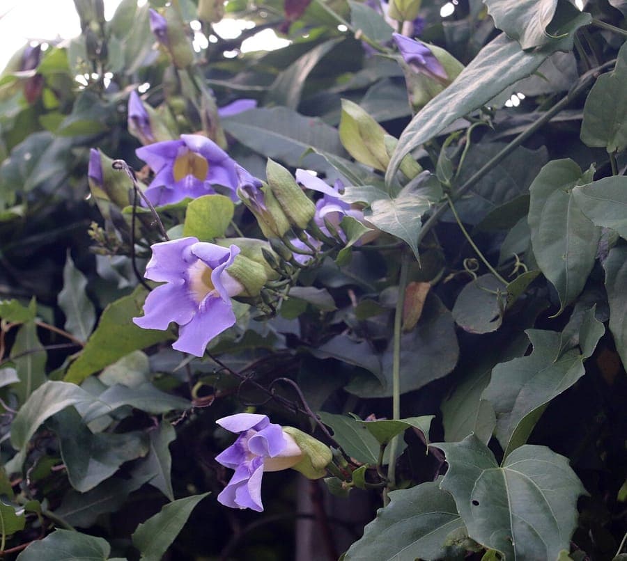 Large blue flowers of Thunbergia grandiflora on tropical climbing plant