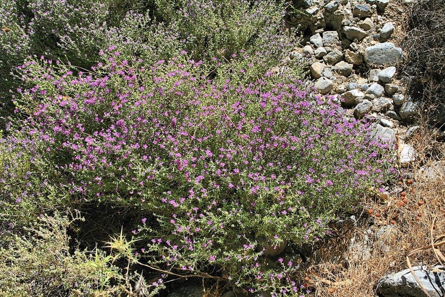 Thymbra capitata blooming plant