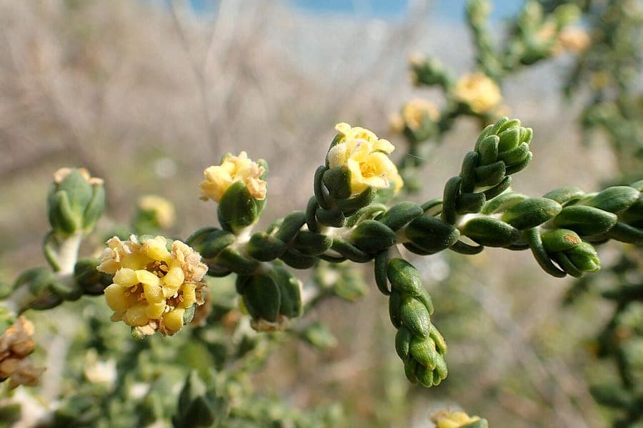 Pflanze Thymelaea hirsuta