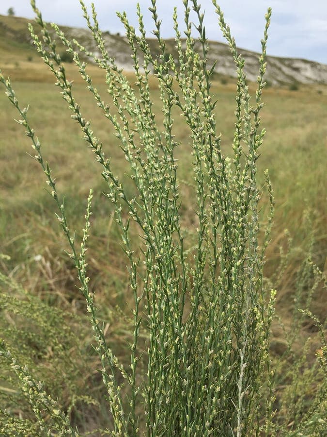 Annual thymelaea flowering in dry meadow habitat