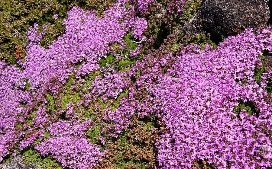 Azores-tijm met roze bloemen en compact groeiwijze