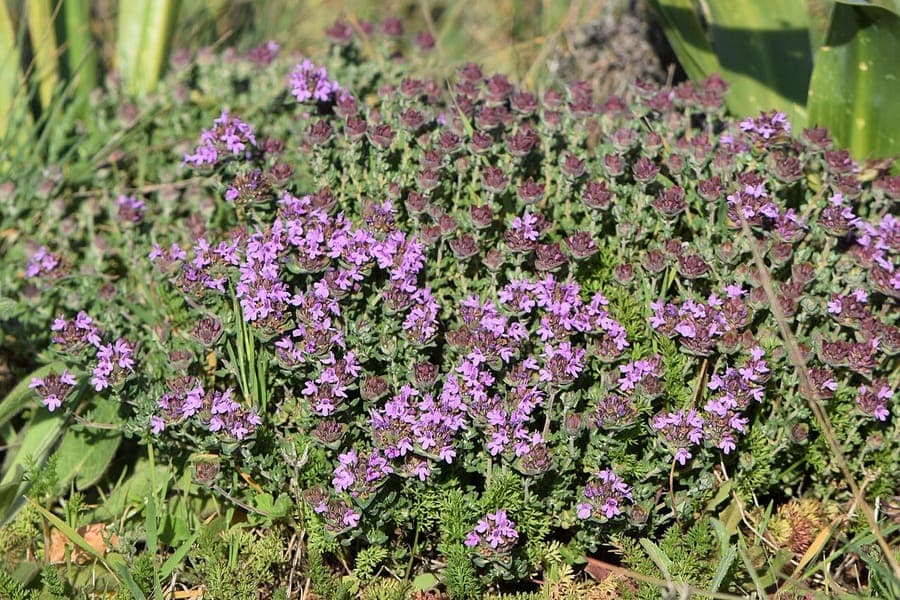 Compact growth form of Thymus camphoratus with purple flowers