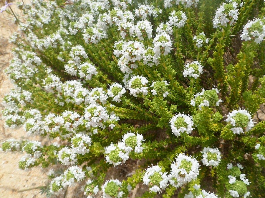 Thymus carnosus avec de petites feuilles gris-vert charnues