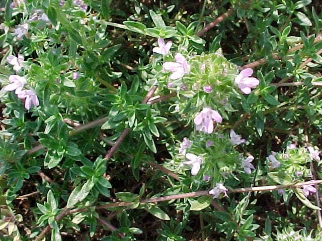 Caraway thyme growing in alpine rockery