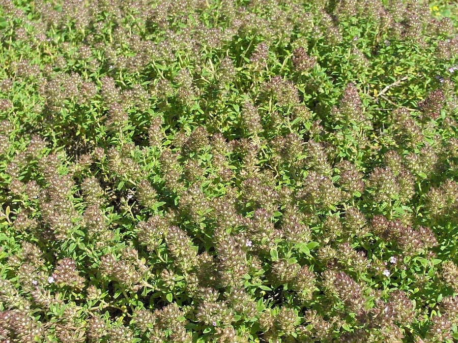 Kruiptijm in volle bloei op een zonnig terras, met kleine paarse bloemen en donkergroene naaldachtige bladeren