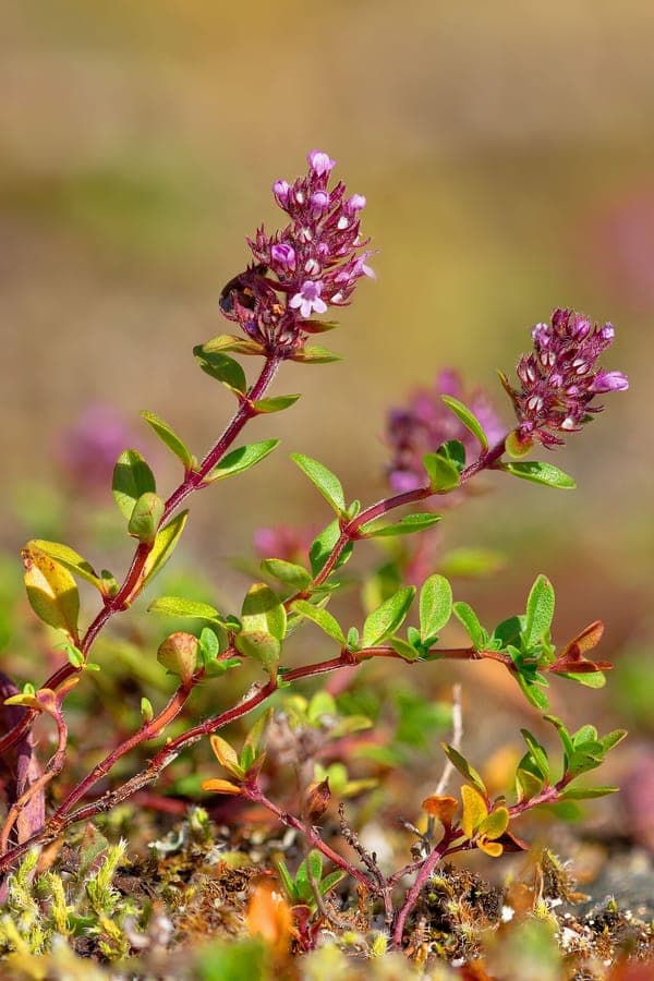 Grote tijm in volle bloei met paarse bloemen en groene bladeren in een zonnige tuinhoeve