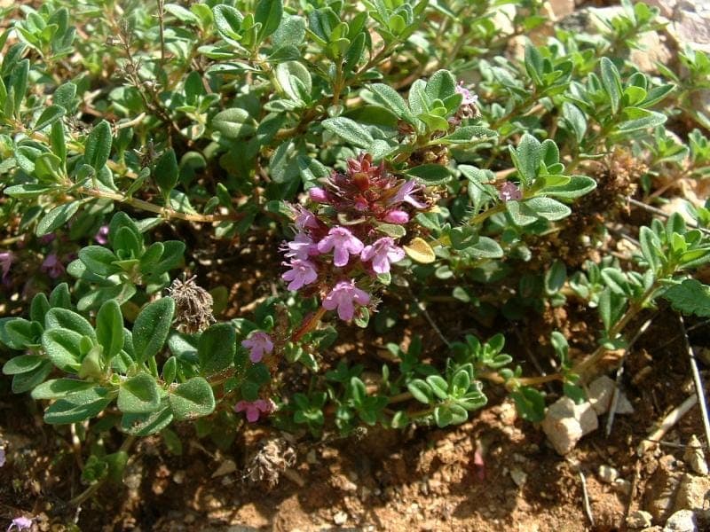 Breckland thyme (Thymus serpyllum) with purple flowers