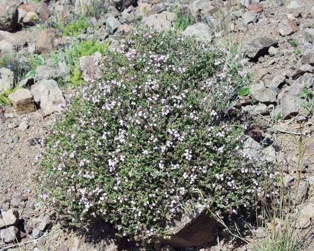 Thym en fleurs avec de petites fleurs rose-violet et des feuilles aromatiques