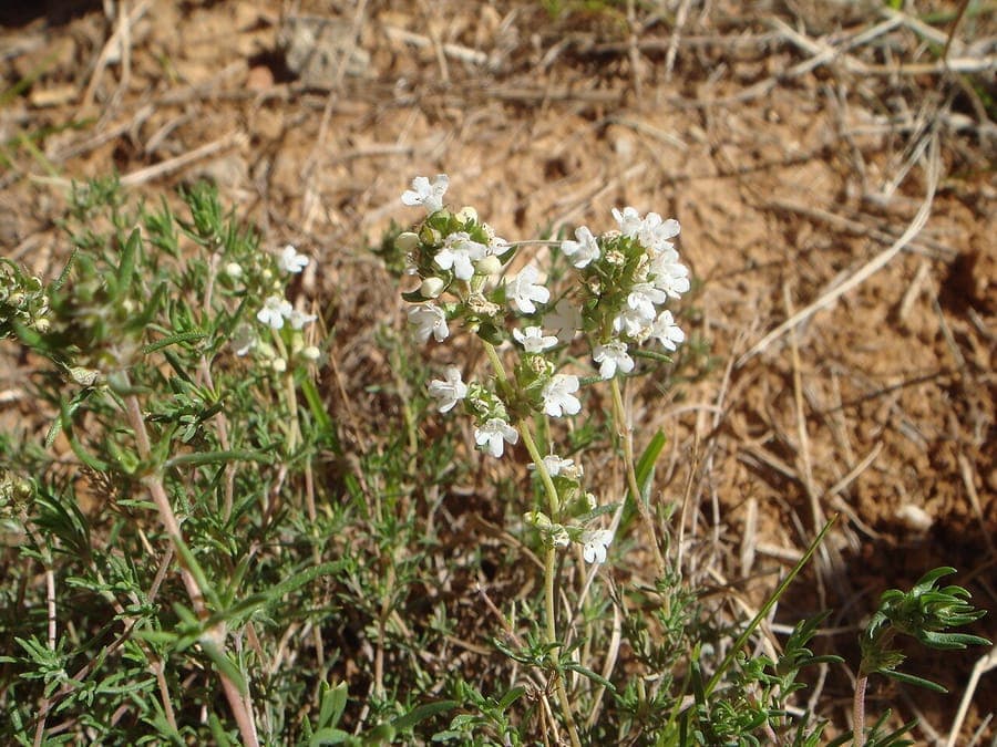 Plant de thym blanc avec de petites fleurs blanches