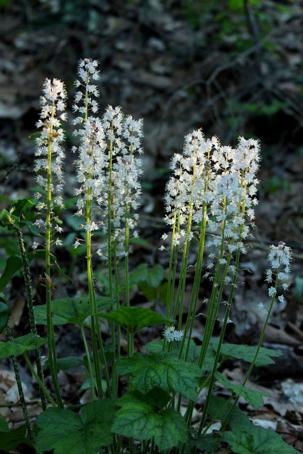 Tiarella cordifolia fleurs blanches avec feuilles en forme de coeur