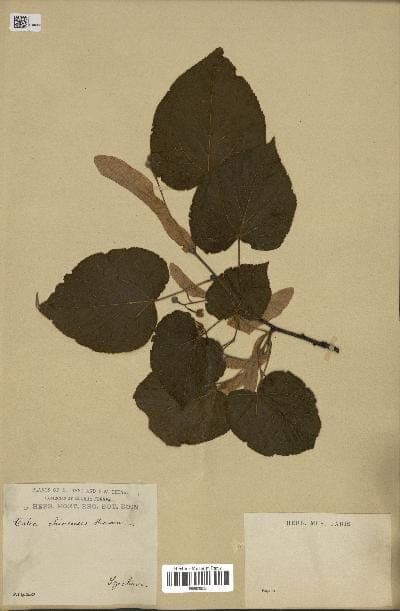 Tilia chinensis tilleul de chine feuille et ecorce