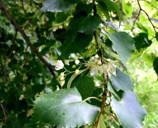 Tilleul à petites feuilles en fleur avec des feuilles en cœur et des fleurs blanches odorantes