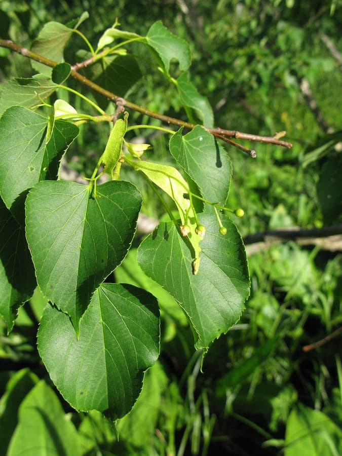 Japanese linden with dense foliage and spreading crown