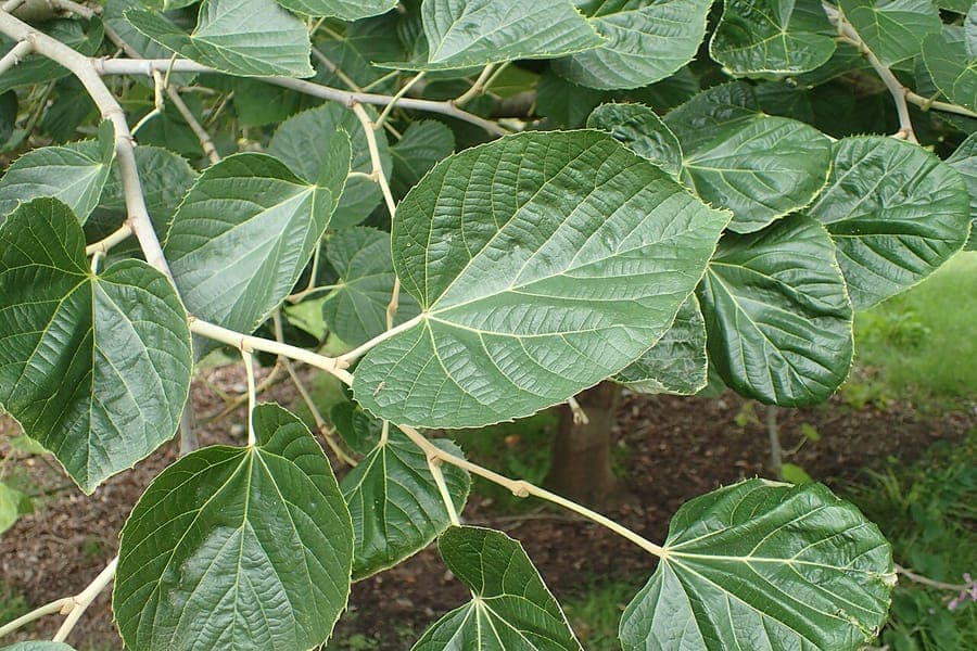 Tilia mandshurica bladeren en natuurlijke groei