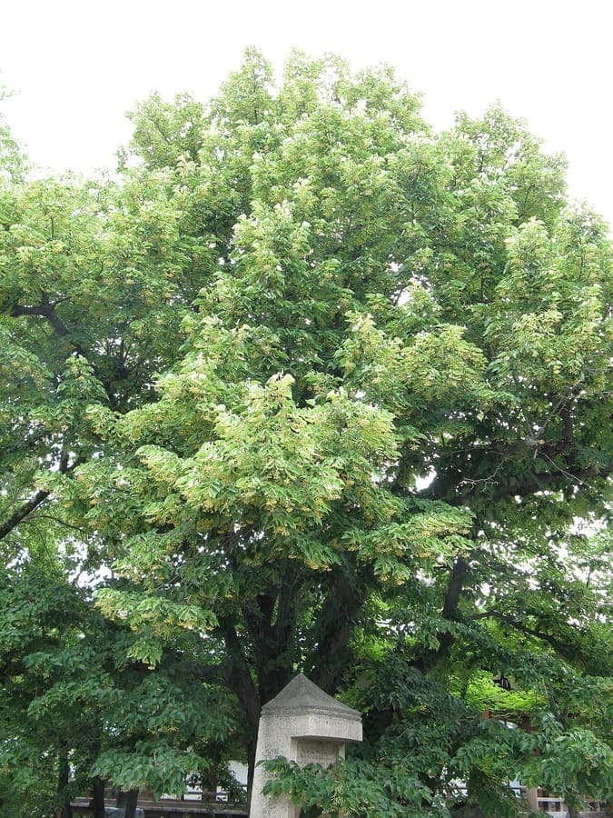Feuilles et fleurs de Tilia miqueliana
