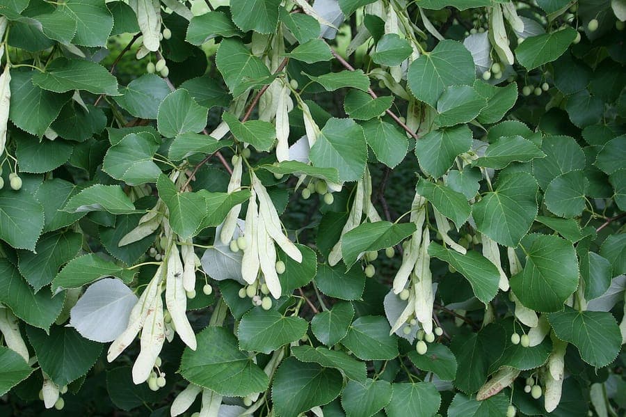 Tilia oliveri tree with weeping branches and delicate leaves