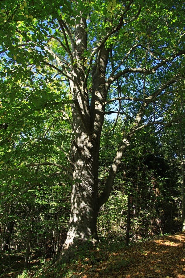 Mature Linden tree in full summer bloom, with broad canopy casting light shade over lawn