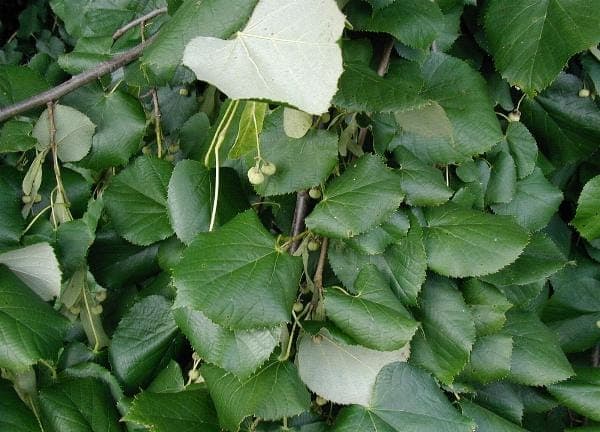 Mature Hungarian silver linden with silvery leaf undersides in a sunny garden