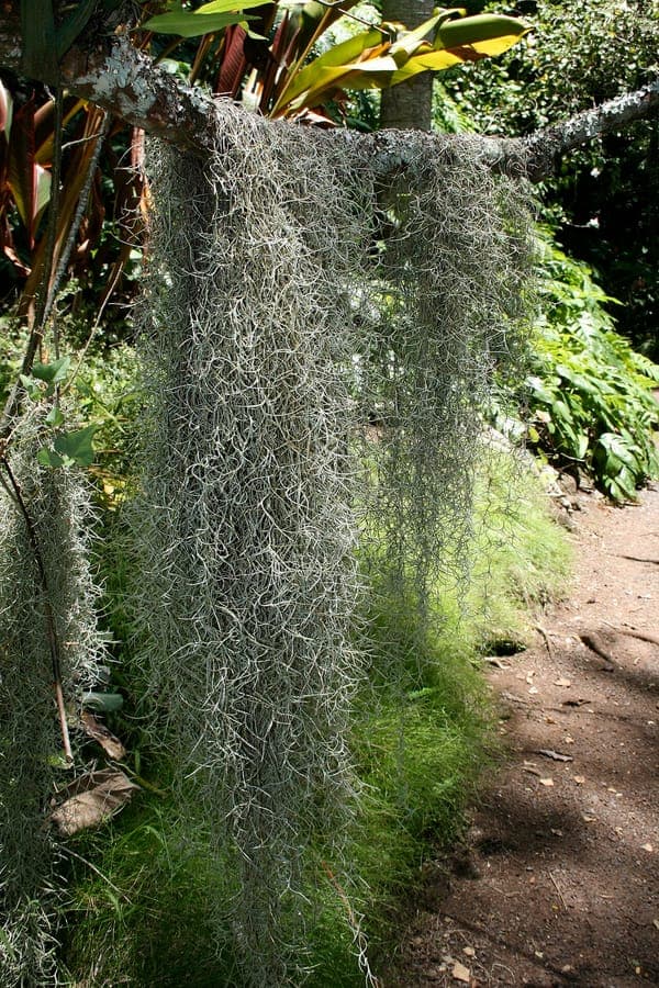 Tillandsia usneoides spanish moss threadlike