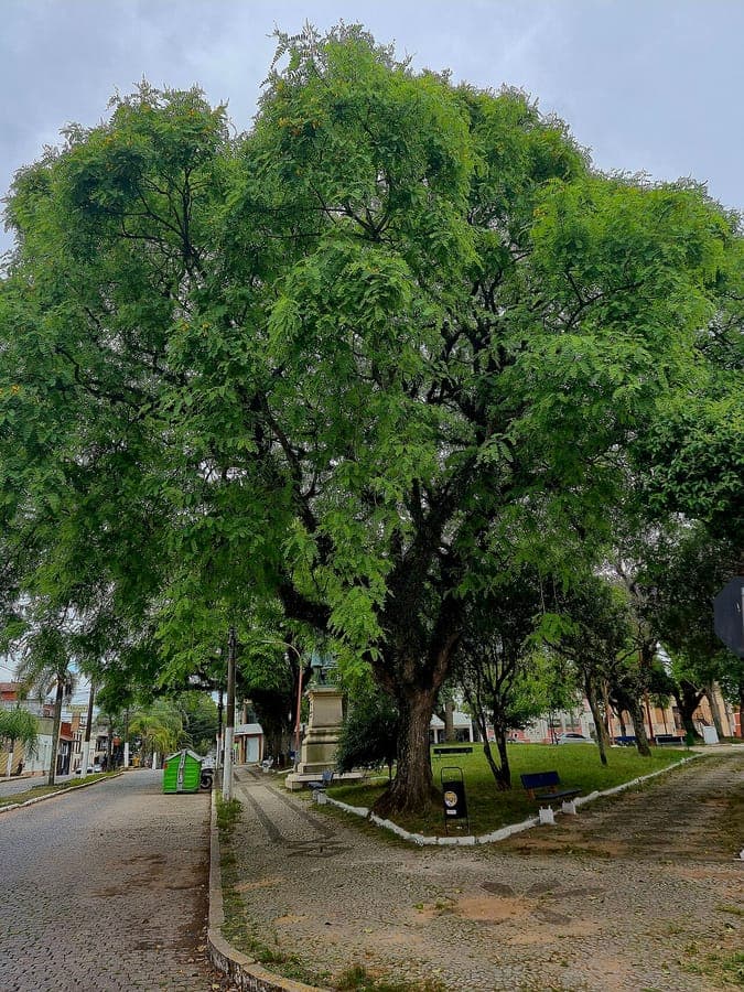 Tipuana tipu tree with golden yellow flowers and feathery foliage