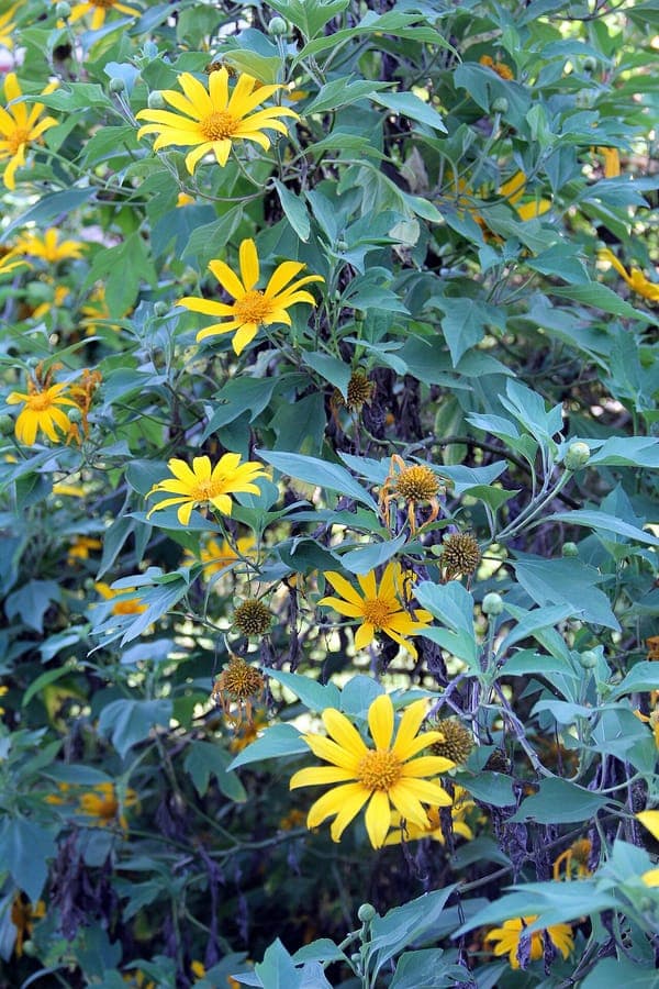 Pflanze Tithonia diversifolia