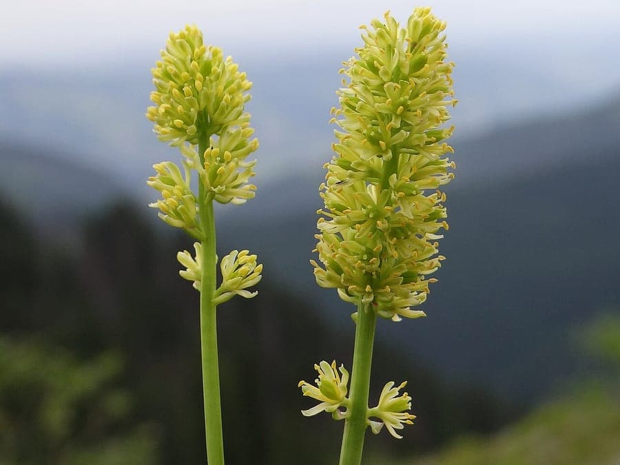 Bluten von Tofieldia calyculata mit feinen gelben Staubgefaßen