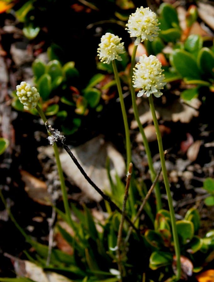 Tofieldia pusilla white flowers with delicate foliage