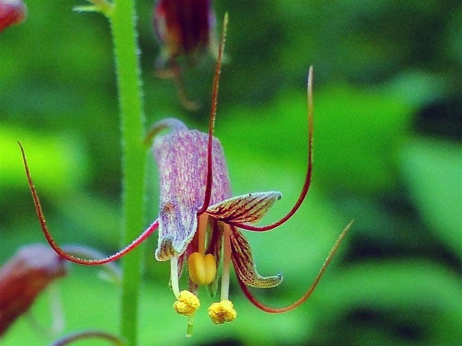 Tolmiea menziesii mit Babypflanzchen auf Blattern