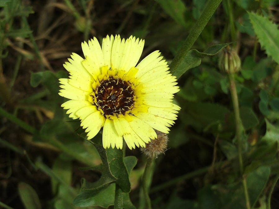 Tolpis barbata gele bloemen met fijne bladeren