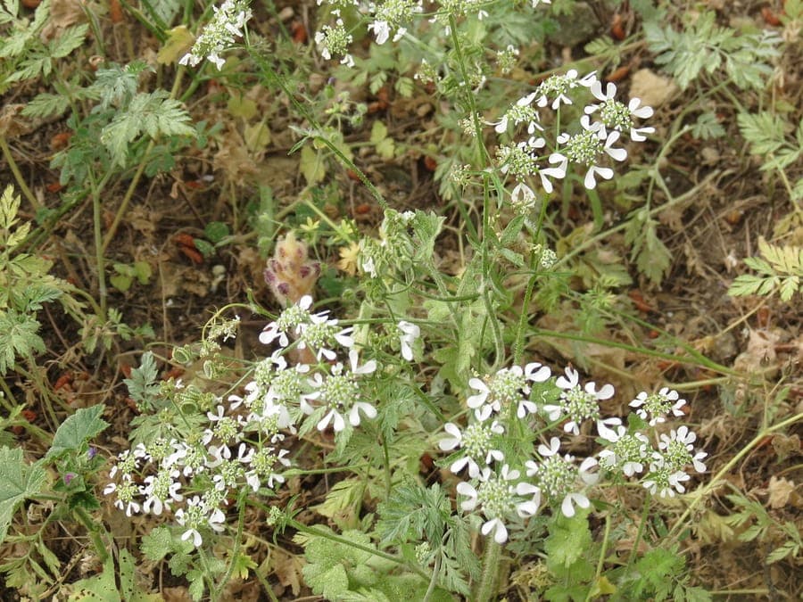 Tordylium apulum flowers and foliage