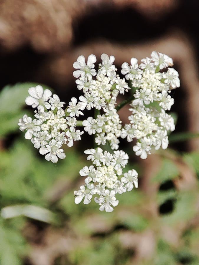 Torilis arvensis feuillage fin et fleurs