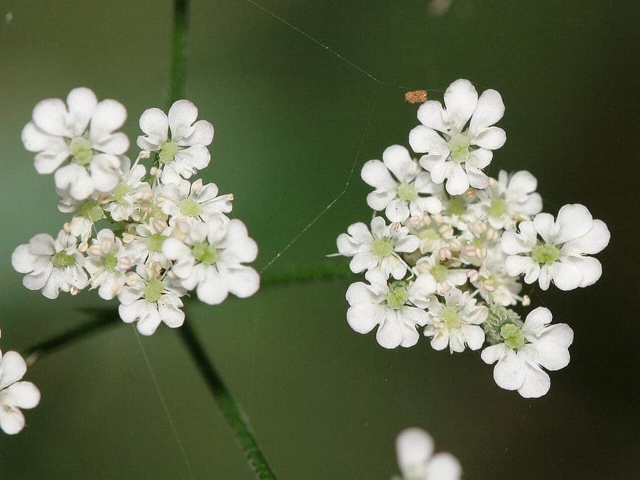Torilis japonica delicate flowers and fine foliage