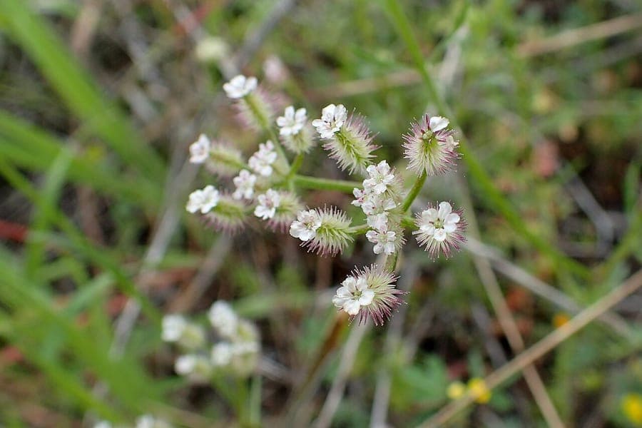 Torilis leptophylla mit weissen Blüten