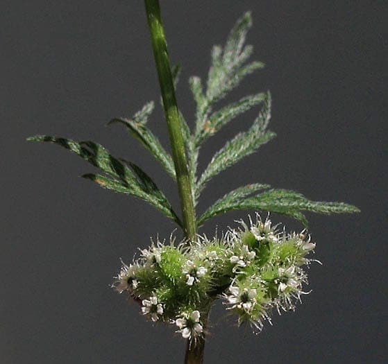 Torilis noueuse affichant ses petits ombelles de fleurs blanches delicates