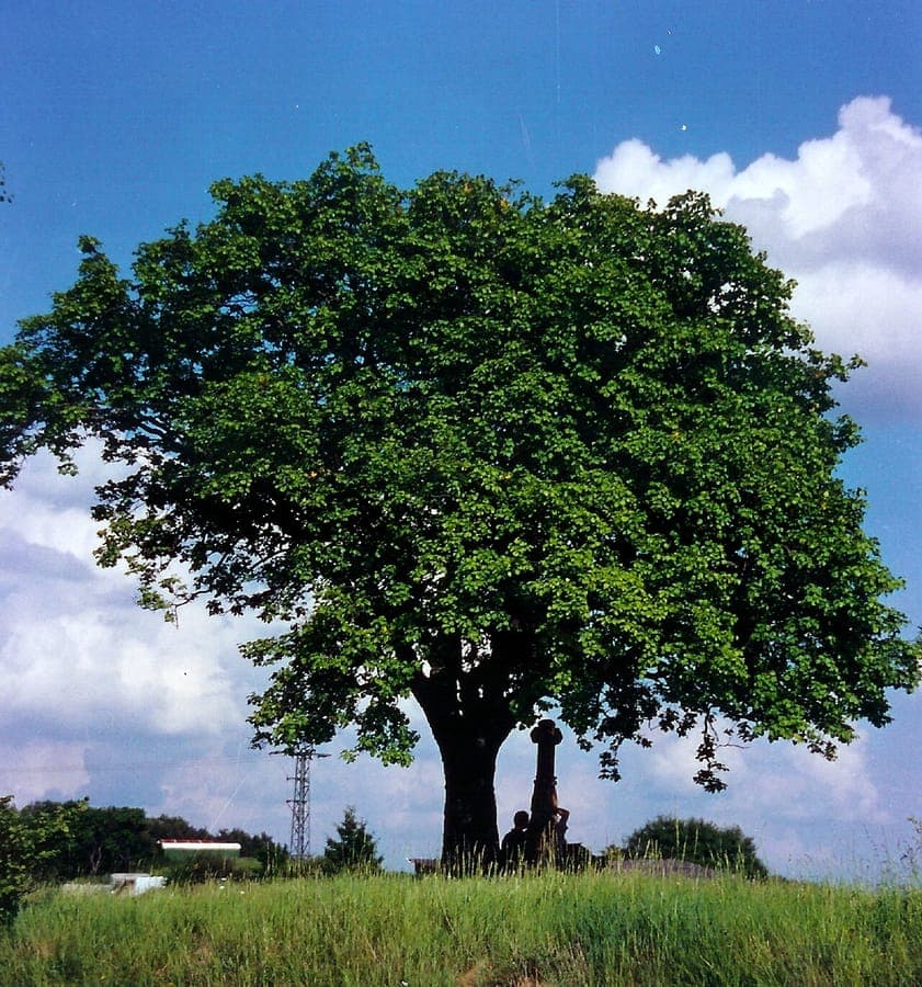 Checkertree displaying finely dissected dark green foliage and characteristic form