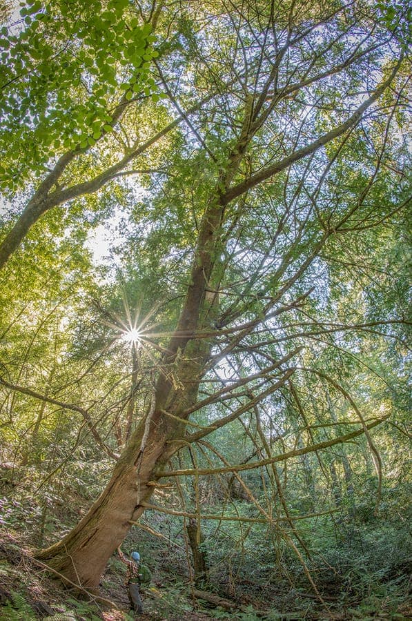 Kalifornische Torreya mit charakteristischen Nadeln und reifen Früchten