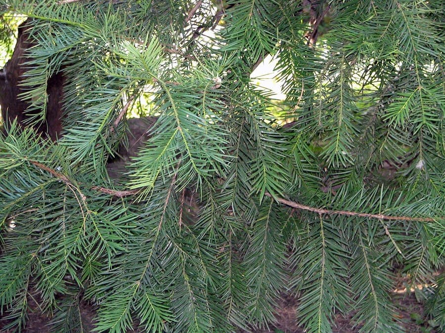 Japanese nutmeg tree with needles and fruits