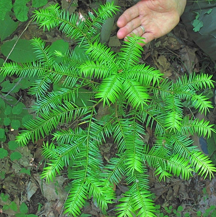 Florida torreya with foliage in natural forest habitat