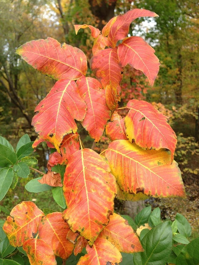 Poison ivy leaves and growth