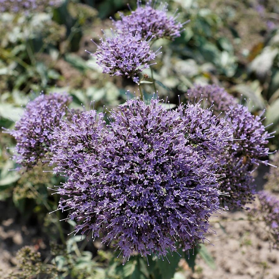 Blaues Halskraut mit charakteristischen dichten Rispen von winzigen blauvioletten Bluestern
