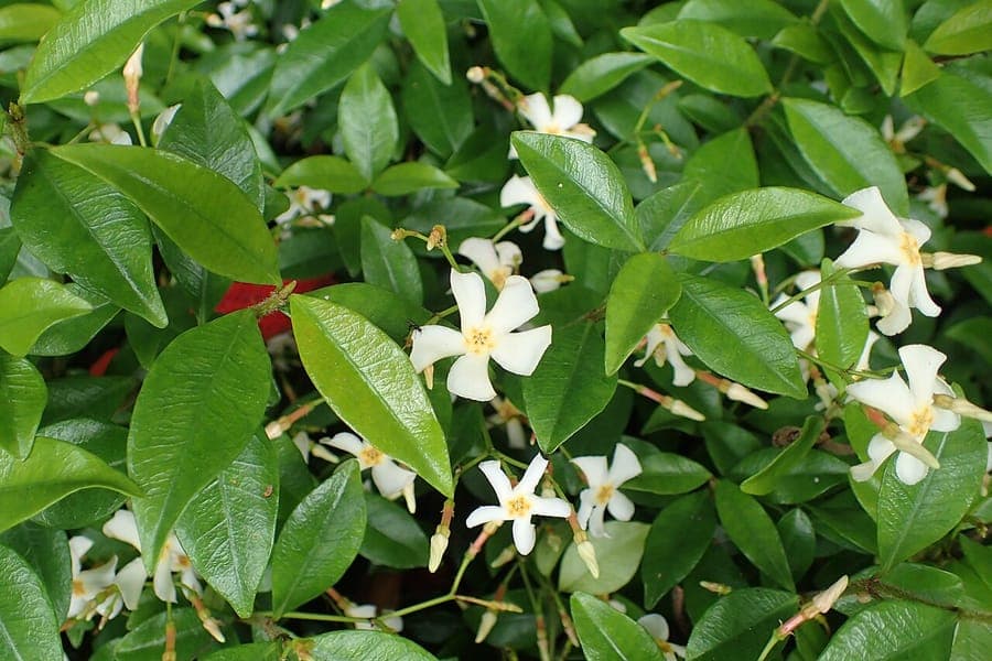 Trachelospermum asiaticum with white flowers and glossy green leaves