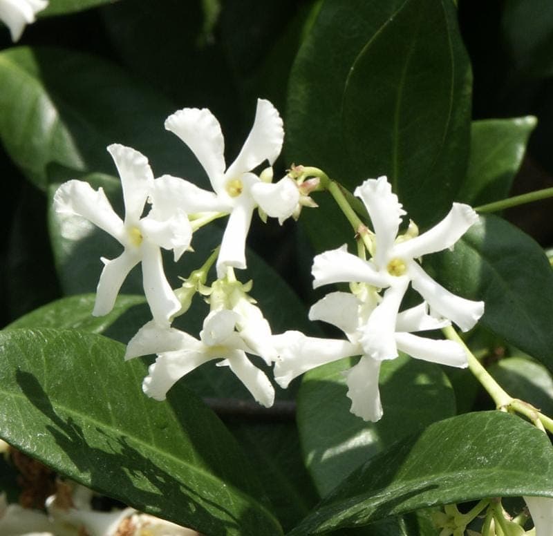Fleurs blanches étoilées du jasmin étoilé sur un feuillage vert foncé lustré